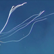 One of five bigfin squid spotted of the southern coast of Australia.
